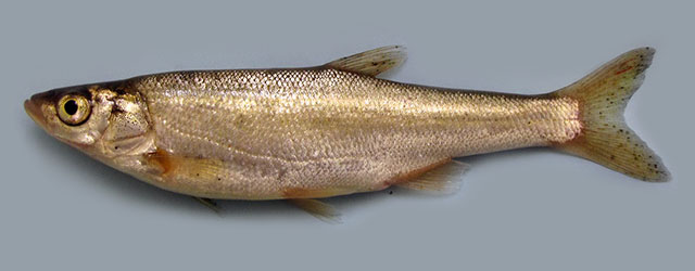 Alburnus mossulensis