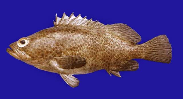 Almul_u0.jpg
