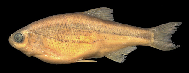 Alburnoides namaki