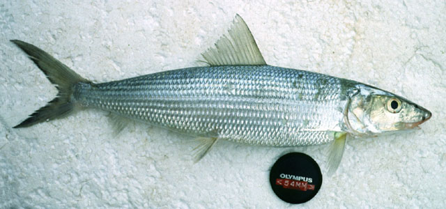 Albula argentea