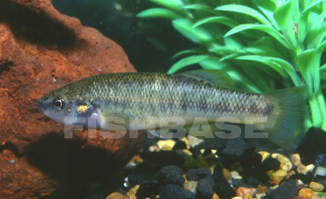 Allodontichthys polylepis