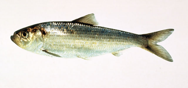 Alosa pseudoharengus