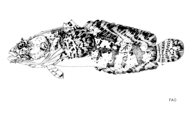 Allenbatrachus reticulatus
