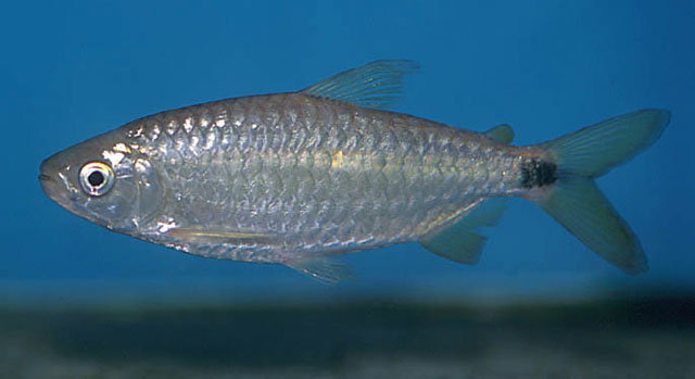 Brycinus rhodopleura