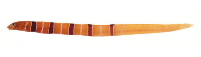 Alsco_u0.jpg