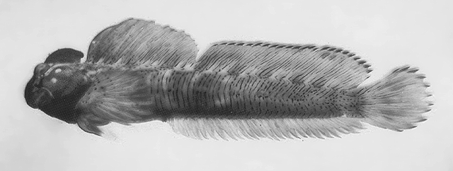 Alticus simplicirrus
