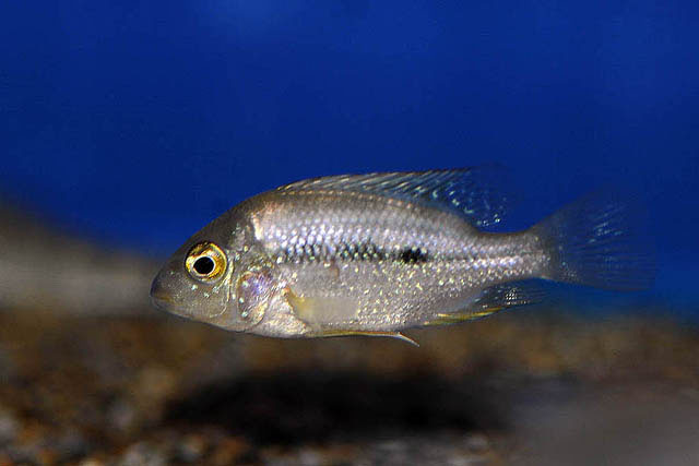 Cribroheros altifrons