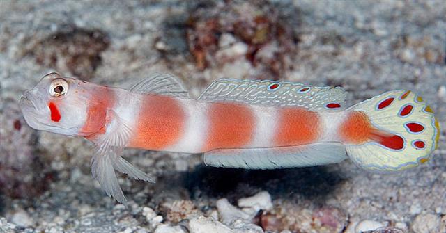 Amblyeleotris aurora