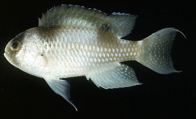 Amblypomacentrus breviceps