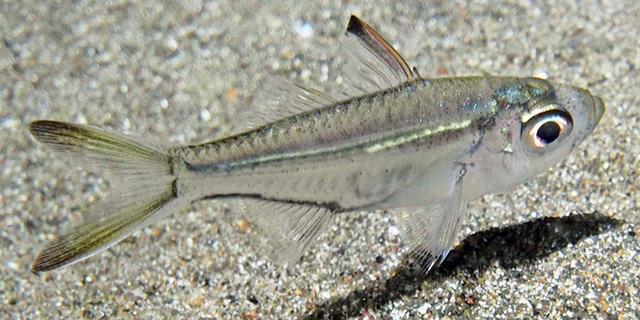 Ambassis buruensis