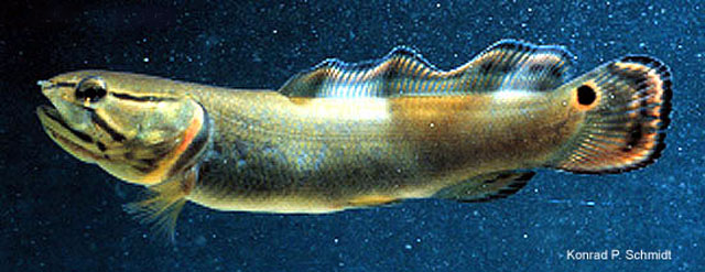 Amcal_u0.jpg