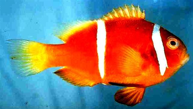 Amphiprion chagosensis
