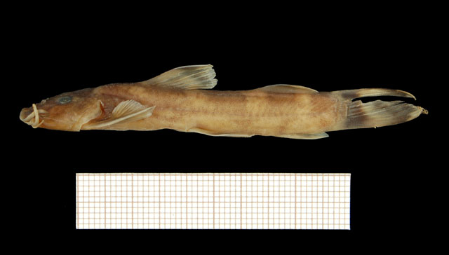 Amphilius dimonikensis