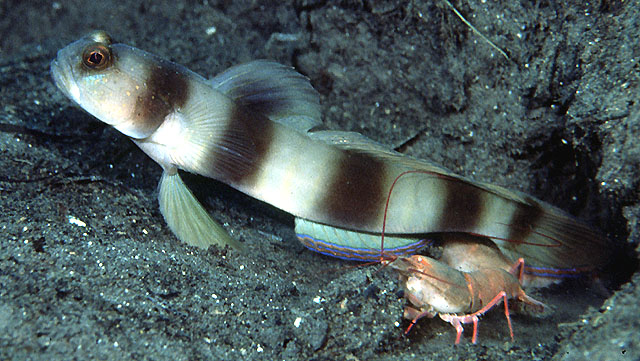 Amblyeleotris fontanesii