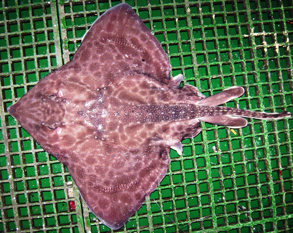Amblyraja georgiana