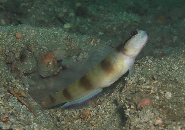 Amblyeleotris gymnocephala