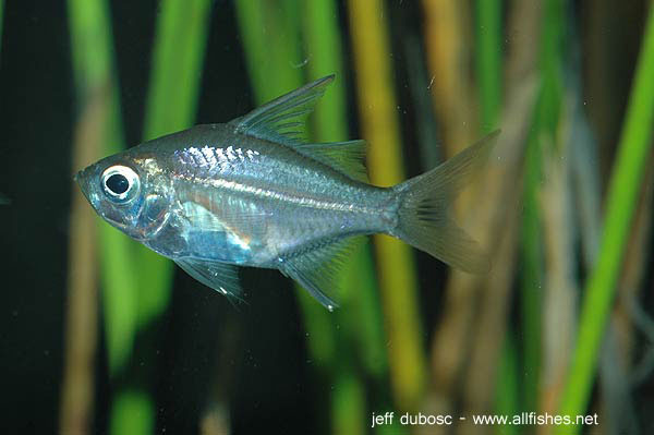 Ambassis interrupta