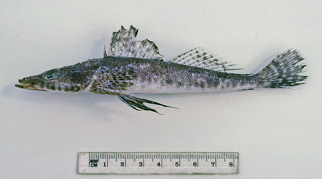 Ambiserrula jugosa
