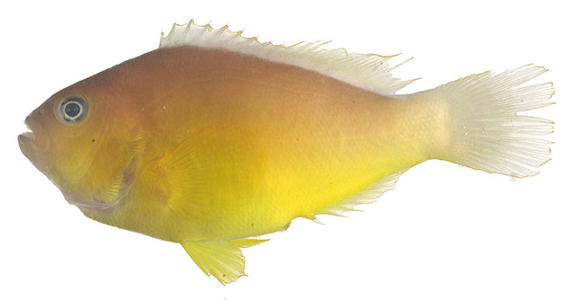 Ampac_u0.jpg