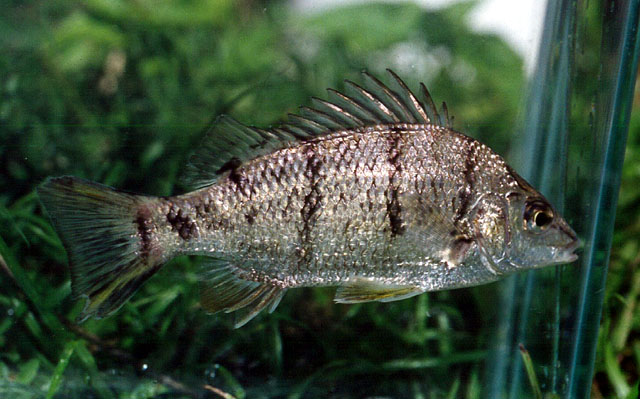 Amniataba percoides