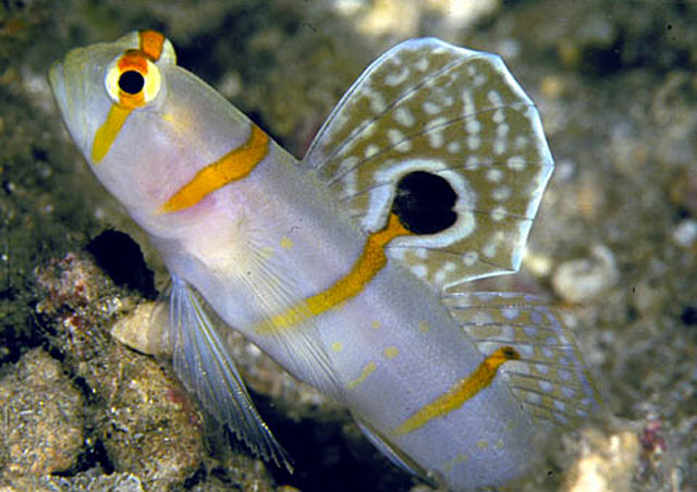 Amblyeleotris randalli