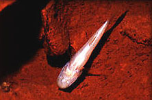 Amblyopsis rosae