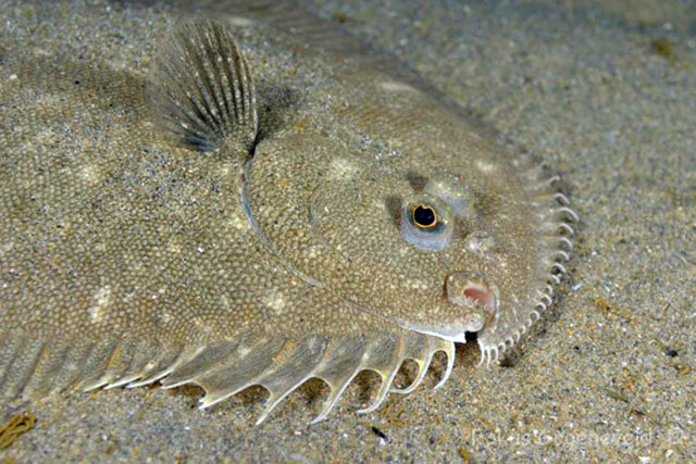 Ammotretis rostratus