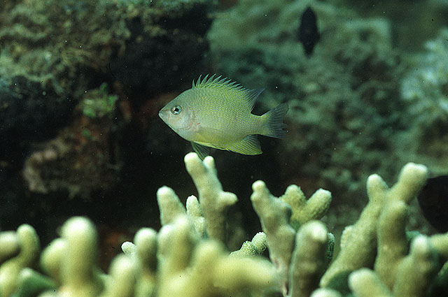 Chrysiptera oxycephala