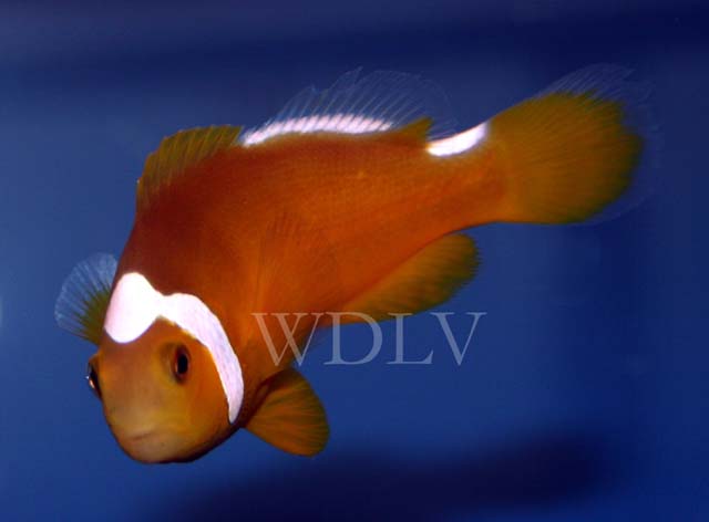 Amphiprion thiellei