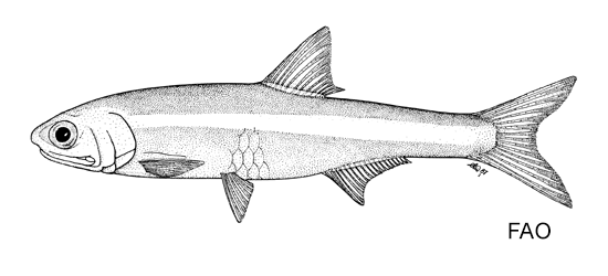 Anchoviella alleni