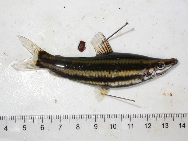 Anostomus brevior
