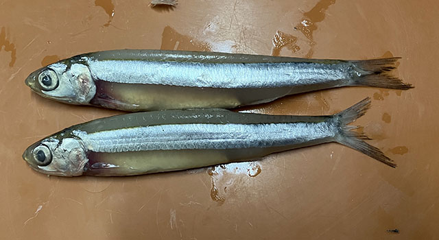 Anchoviella cayennensis