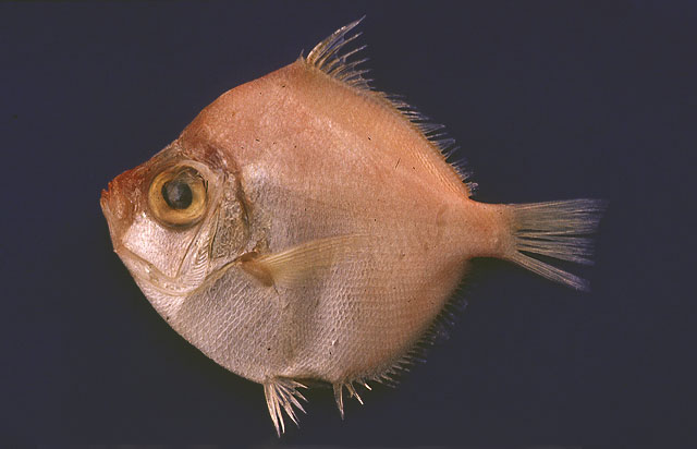 Ancom_u1.jpg