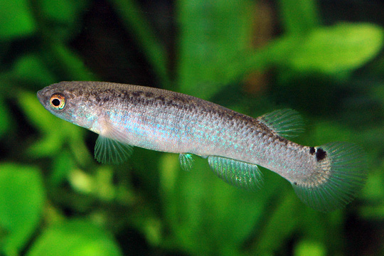 Anablepsoides cryptocallus