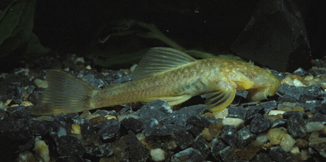 Ancistrus cryptophthalmus