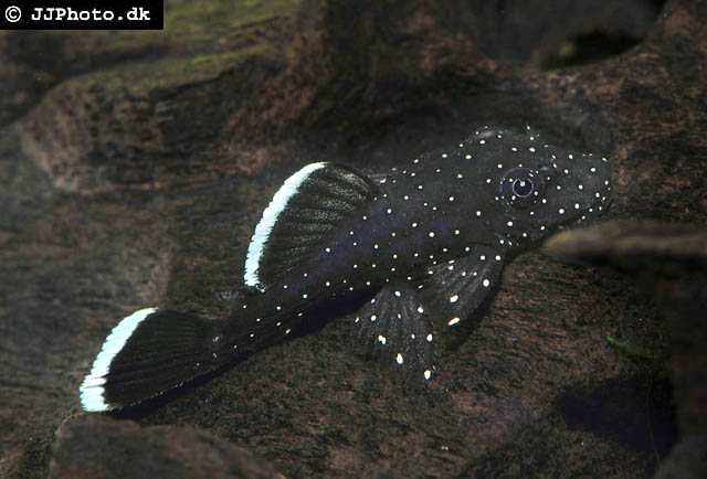 Ancistrus dolichopterus