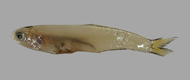 Anchoviella elongata