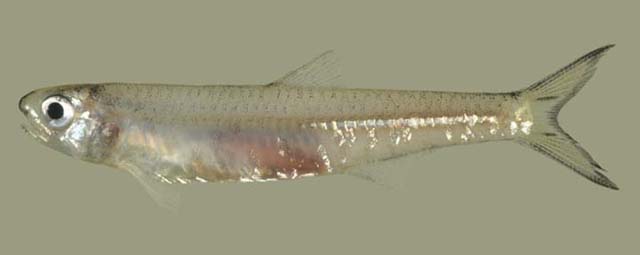 Anchoviella guianensis
