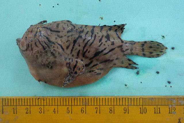 Antennarius indicus