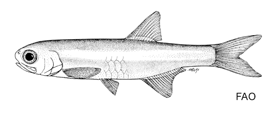 Anchoviella jamesi