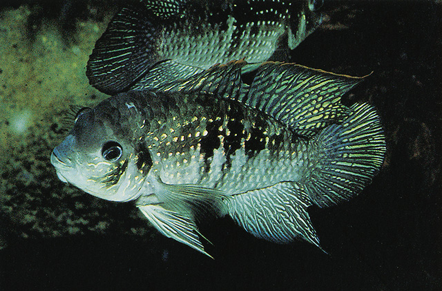 Andinoacara latifrons