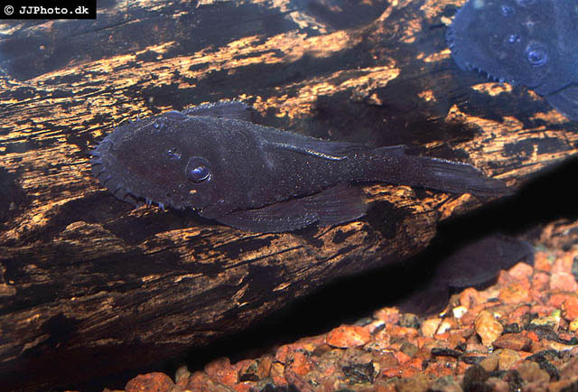 Ancistrus macrophthalmus