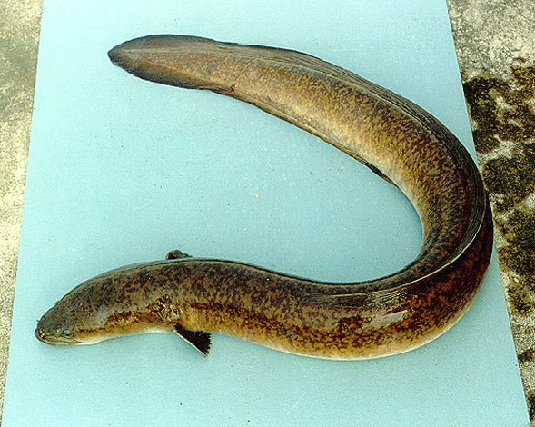 Anguilla marmorata