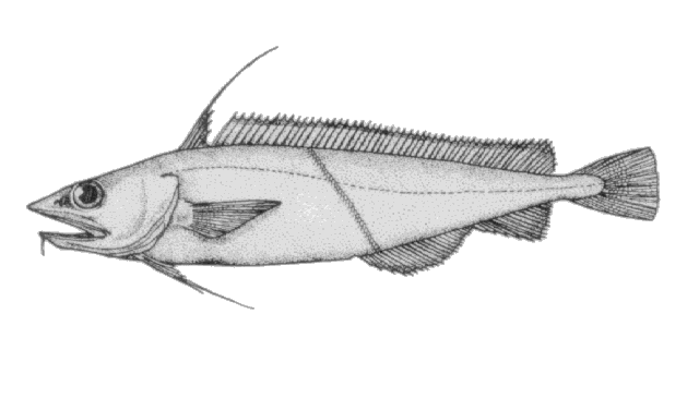 Antimora microlepis