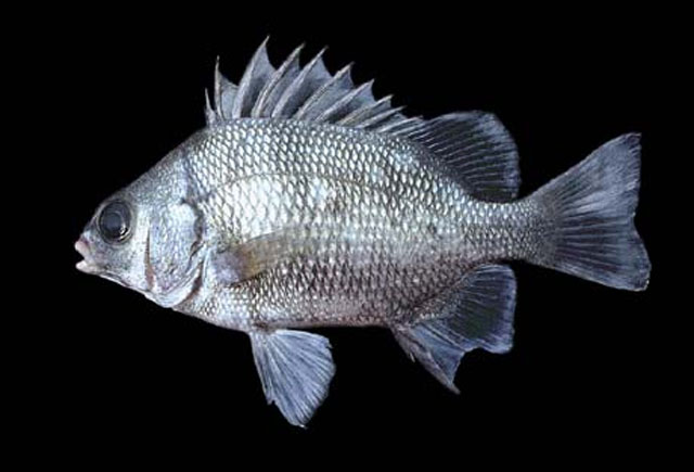 Genyatremus pacifici