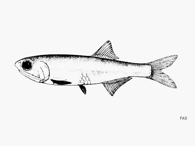 Anchoa parva