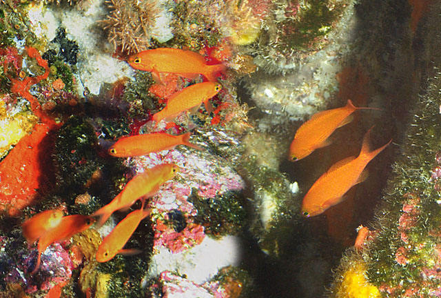 Choranthias salmopunctatus