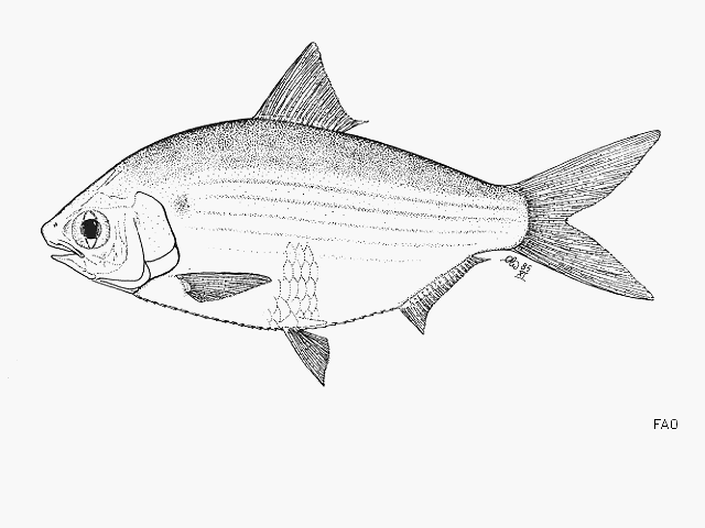 Anodontostoma selangkat