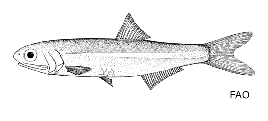 Anchoviella vaillanti