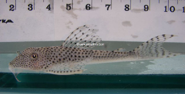 Aphanotorulus ammophilus